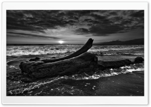 Driftwood Beach Monochrome