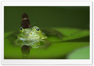 Butterfly on a Frog