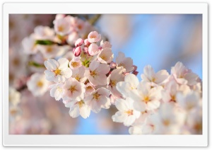 Cherry Flowers Bundle Spring