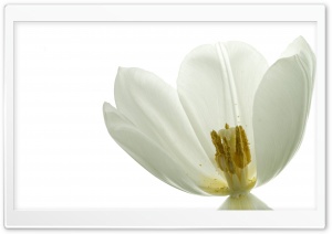 White Tulip Flower Macro