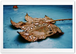 Wet Maple Leaf, Close Up