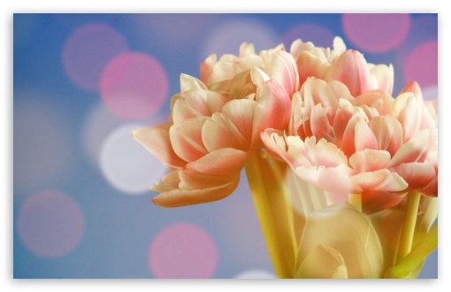 Download Angelique Tulips UltraHD Wallpaper