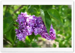 Purple Lilac Flowers