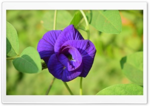A Purple Flower Close-up