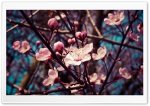 Almond Tree Blossom