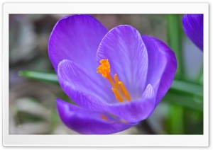 Spring Crocus Blossom