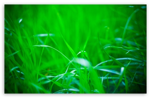 Download Green Grass, Summer UltraHD Wallpaper