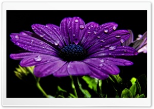 Purple Daisy