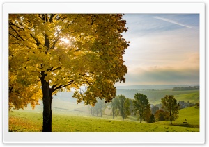 Yellow Tree, Autumn, Fall,...