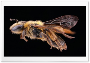 Andrena Nigrihirta Bee Macro