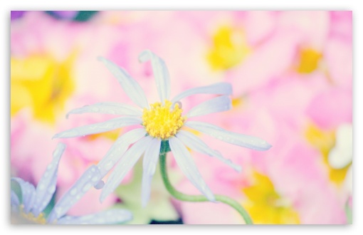 Download Cute Flowers UltraHD Wallpaper