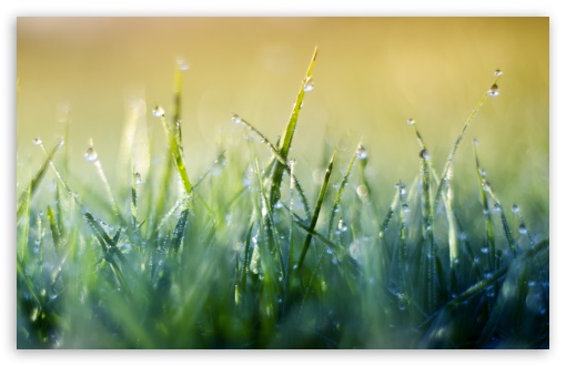 Download Grass Macro V UltraHD Wallpaper