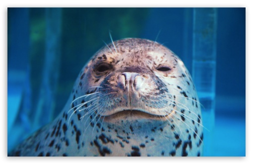 Download Spotted Seal Winking UltraHD Wallpaper