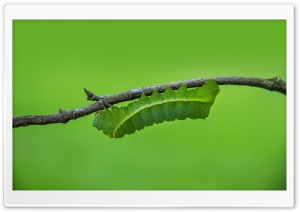 Green Caterpillar Macro