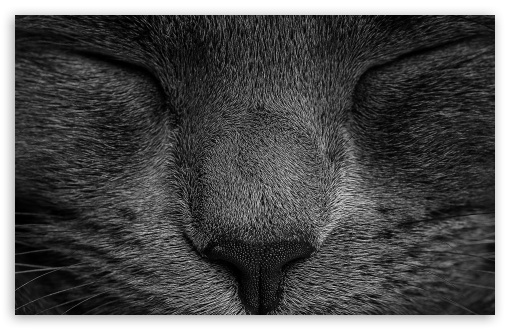 Download Cat Sleepy Face UltraHD Wallpaper