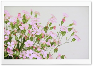 Cute Pink Flowers