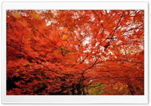 Japanese Maple Trees