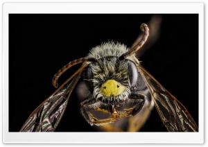 Andrena Banksi Bee Macro