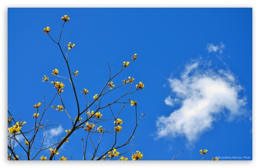 Download Blue Sky and Yellow Flowers UltraHD Wallpaper
