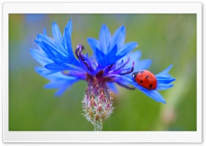 Ladybug On A Blue Cornflower...