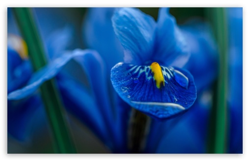 Download Blue Iris Flower Macro UltraHD Wallpaper