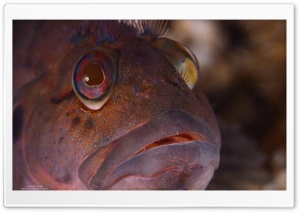 Sea Fish Close Up