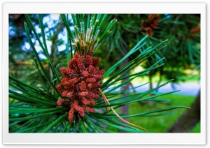 Pine Buds