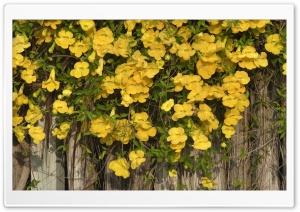 Yellow Flowers On The Fence
