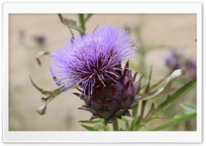 Purple Thistle Flower