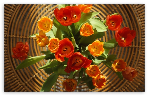 Download Tulips for Mother's Day UltraHD Wallpaper