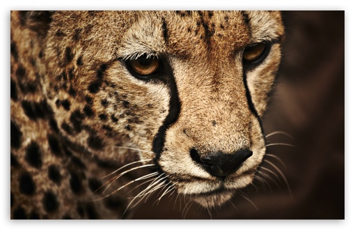 Download Cheetah UltraHD Wallpaper