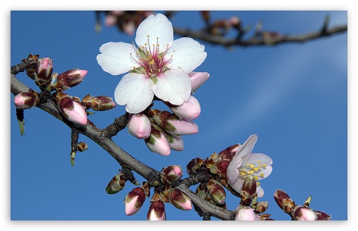 Download Almond Blossom UltraHD Wallpaper