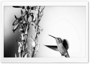 Hummingbird Black and White...