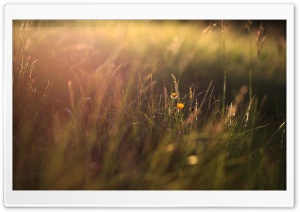 Two Yellow Flowers And Grass
