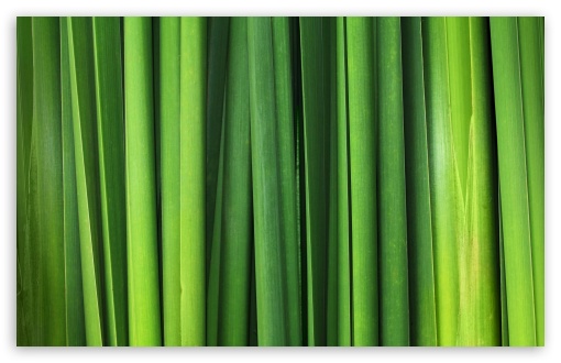 Download Green Grass Blades UltraHD Wallpaper