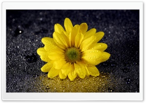 Yellow Daisy Flower