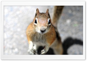 Close-up Of A Squirrel's...
