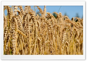 Fully Ripe Wheat Field