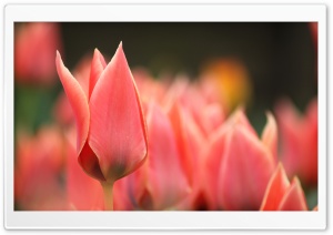 Pointy Tulip Bud