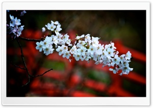 Blossoms Over The Bridge