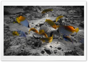 Rarotonga Underwater
