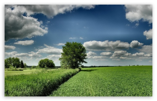 Download Field Tree Cloud Blue Sky UltraHD Wallpaper