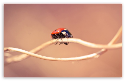 Download Ladybug On A Twig, Macro UltraHD Wallpaper