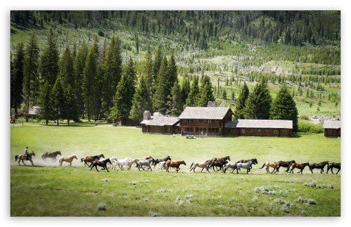 Download Farm Horses UltraHD Wallpaper