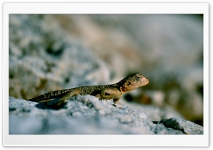 Lizard on Rock
