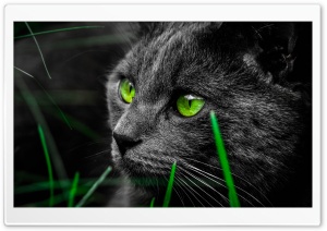 Green Cat Eyes in the Dark