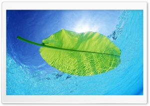 Blue Waters Of A Green Leaf
