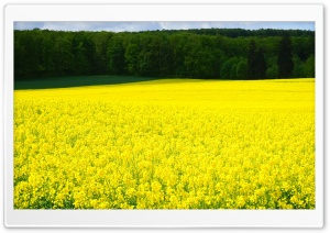 Rapeseed Blossoms