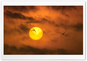 Sandhill Cranes Birds, Sunrise