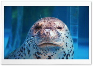 Spotted Seal Winking